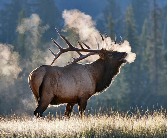 The Elk Series